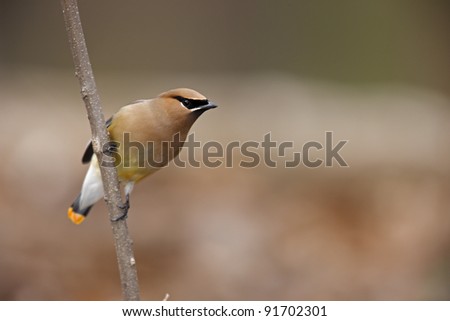 Cedar Waxwing (Bombycilla cedorum), individual with rare orange-tipped tail, sitting on branch.