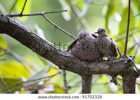 Common Ground-Dove (Columbina passerina neglecta), male and juvenile resting in a tree near CoCo View Resort on the island of Roatan, Honduras. Note the juveniles wing over it\'s parent.