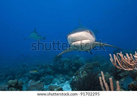 Reef Shark (Carcharhinus perezii) school hunting over a tropical coral reef off the island of Roatan, Honduras.
