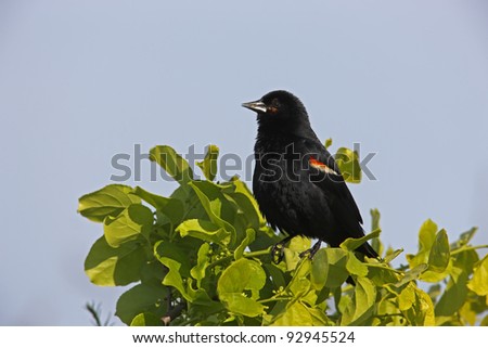 Red-winged Blackbird (Agelaius phoeniceus phoeniceus), Red-winged subspecies, male in a tree at the Jamaica Bay National Wildlife Refuge in New York City, New York.