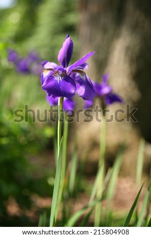 Multiple iris plants vertical