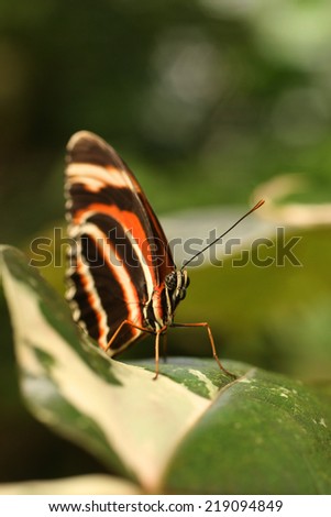 Brown, tan and orange butterfly rests on a large leaf.