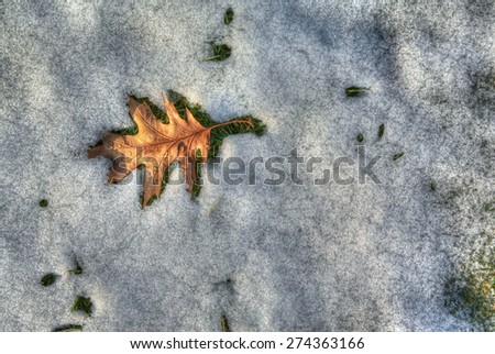 Leaf outlined in melting snow during season winter sunset