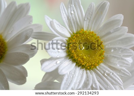 Daisies sprinkled with rain against a subtle off white background