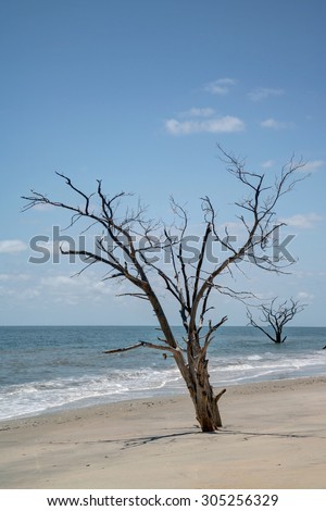 Oak tree in sand at water's edge with blue skies