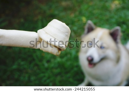 Dog bone with blue eyes dog background