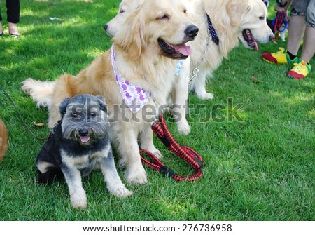 Small black dog smiling and sitting among large golden retriever dogs on the grass