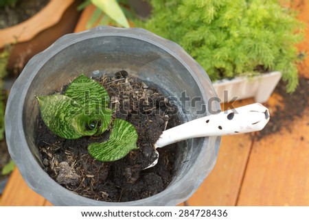 closed up of the gardener tool during changing plant pot with white garden spade in the soil in the black plastic pot with small plants