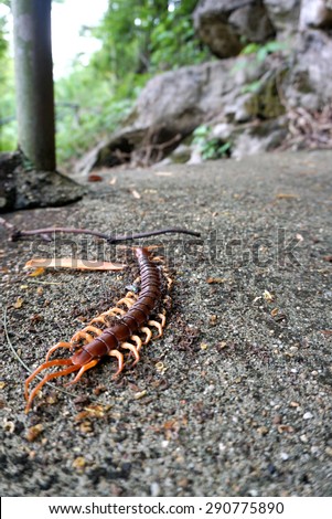 Dead giant centipede with fly and ants in the wood on the ground