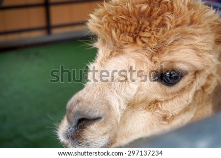 Alpaca head with brown messy hair