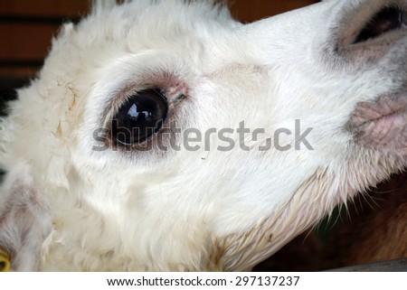 closed up of Alpaca head with white messy hair and big eye