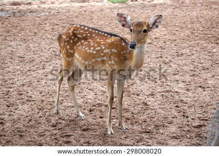 Brown chital deer standing on the ground in the farm with wire fence background