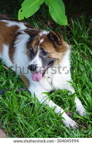 old large dog lying on green grass looking at the other direction