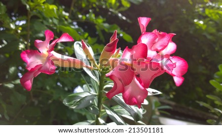 Pink desert floral in the sunny day
