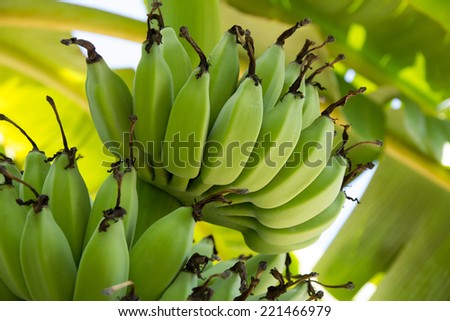 Organic Unripe bananas
