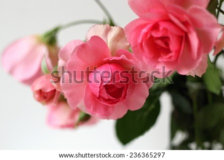 Garden roses. Bunch of pink roses. Romantic floral decoration.