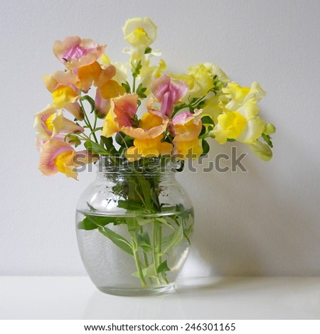 Bouquet of snapdragon flowers in a vase. Floral still life with antirrhinum majus flowers.