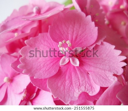 Pistils of hydrangea flower. Detail of hortensia flower.