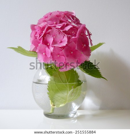Hydrangea flower in a vase. Floral still life with pink hortensia flower.