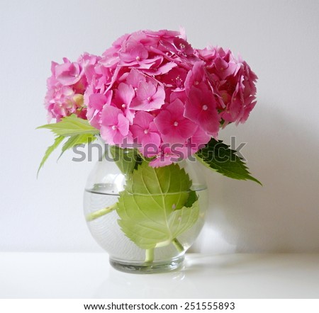 Bouquet of pink hydrangea flowers in a vase. Still life with hortensia flowers.
