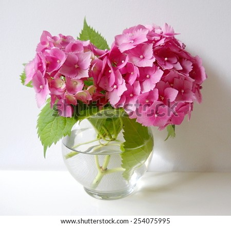 Bouquet of hydrangea flowers. Still life with pink hortensia flowers in a vase.