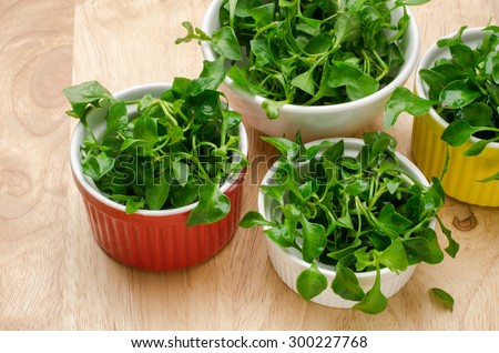 Fresh watercress (aquatic plant) in the bowl,organic vegetable,clean eating