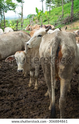 Herd of Cows standing in cowshed on the evening