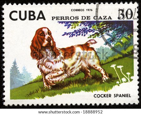 Old postage stamp from cuba with cocker spaniel