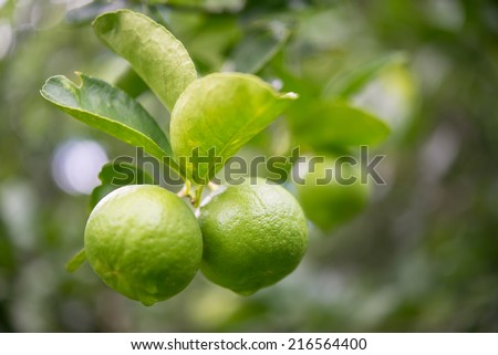 Lemon juice is very sour taste It is a perennial Planted in Thailand