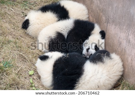 three cute baby pandas sleeping  on the ground.