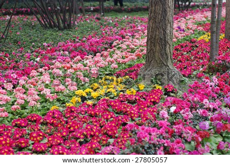 Flower Bed Full Of Color Flowers Stock Photo 27805057 : Shutterstock