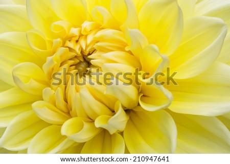 Close-up yellow dahlia in bloom