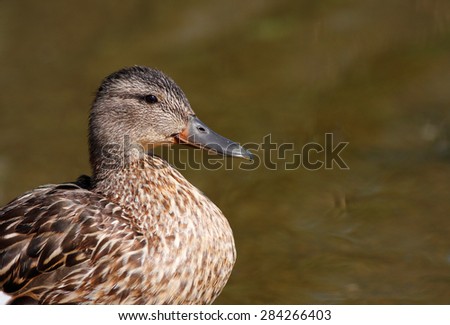 Duck side profile image.