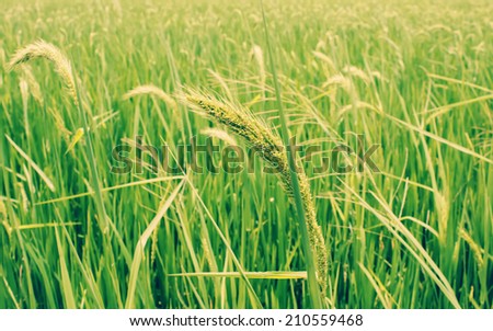 Rice field in rural and fresh , vintage style
