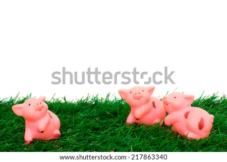 cute baby pigs isolated on white background and grass