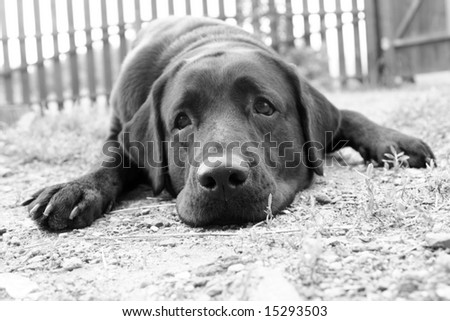 Cute sad dog in B&W (e.g. can be used for â??Missing Youâ?? or â??Please, Forgive Meâ?? postcards)