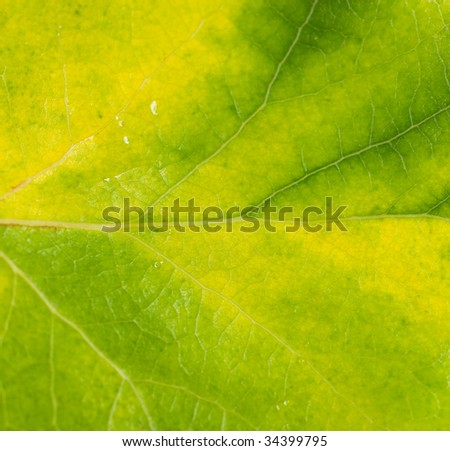 Leaf veins in a fading green maple leaf