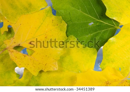 Colorful fading yellow and green leaves (with the blue sky and clouds seen through the leaves)