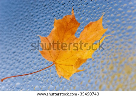 Autumn maple leaf on the blue glass (with reflections of flying yellow autumn leaves in raindrops)