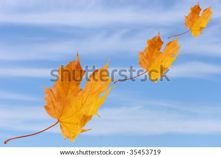 Autumn maple leaves flying against the background of blue sky with clouds