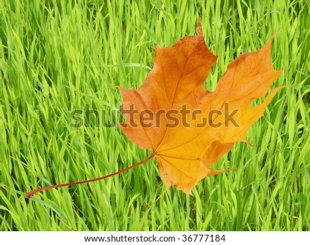 Autumn maple leaf flying against the background of green grass (Last Days of Summer concept)