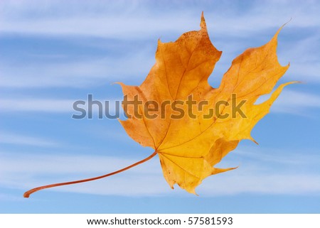 Leaf Flying