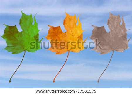 Three leaves symbolizing birth, life and death (green, yellow and faded maple leaves against the background of blue sky)
