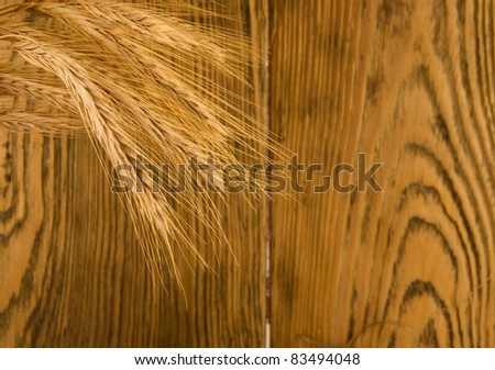 Closeup of golden wheat ears (against the background of an old wooden wall, with focus on wheat ears)