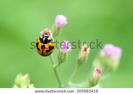 Orange lady bug on flower