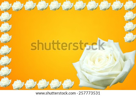 white rose frame