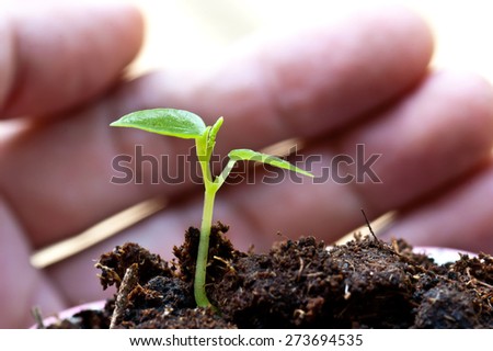 hand protect new green plant life