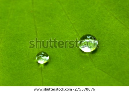 Drops of water in a lotus leaf.