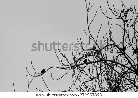 Small bird silhouettes sitting on tree branches; artistic