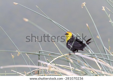 A Yellow-headed Black Bird sings while perched on wetland, marshy grasses.
